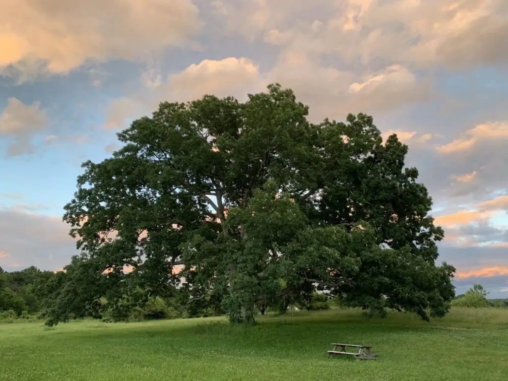 The centuries-old mother oak tree at Stone Ridge Orchard where the Meadowlark Festival stage sits in the Hudson Valley
