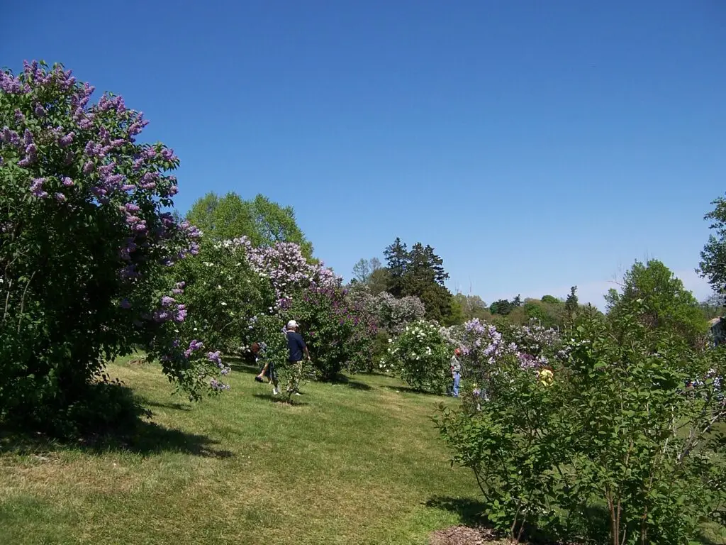 The Rochester Lilac Festival in Highland Park